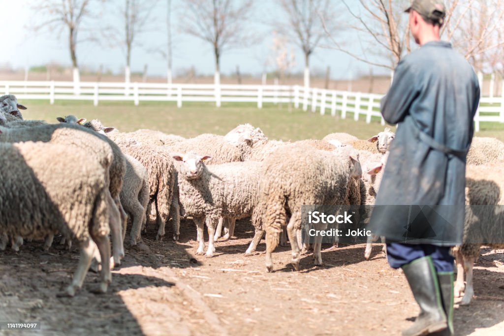 Sheep herd and farmer 35-39 Years Stock Photo