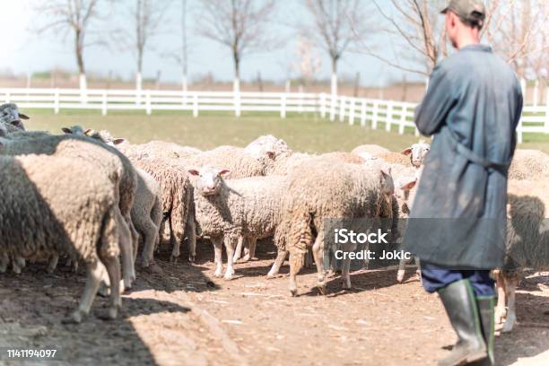Sheep Herd And Farmer Stock Photo - Download Image Now - 35-39 Years, Adult, Adults Only