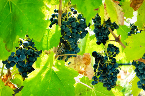 istock Blue grapes in Barossa valley Australia. Sunlight- 1141194402