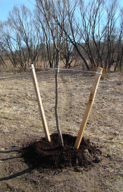 istock Planting young trees in the city. 1141194507