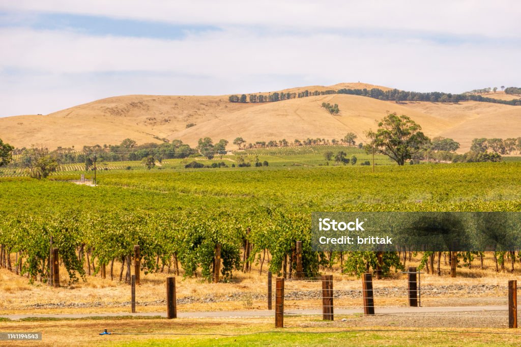 Vineyard in Barossa valley, Australia. Wine plants in rows. Barossa Valley Stock Photo
