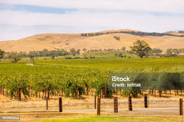 Vineyard In Barossa Valley Australia Wine Plants In Rows Stock Photo - Download Image Now