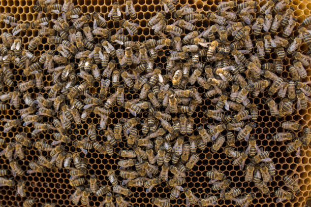 istock Swarm of bees on beehive frame 1141194728