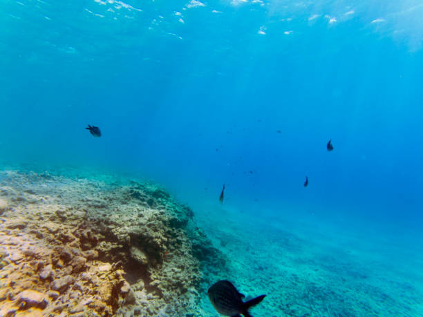 istock Underwater landscape with some fishes and rocks. 1141195628