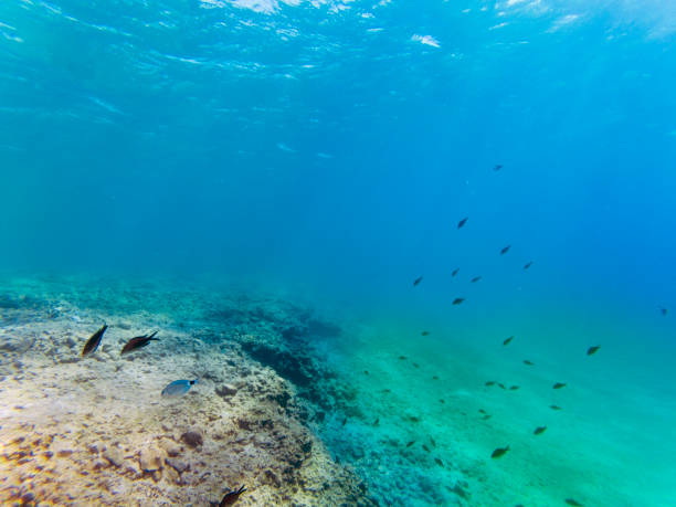 istock Underwater landscape with some fishes and rocks. 1141195630
