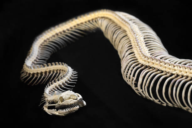 Skeletal python on black background. stock photo
