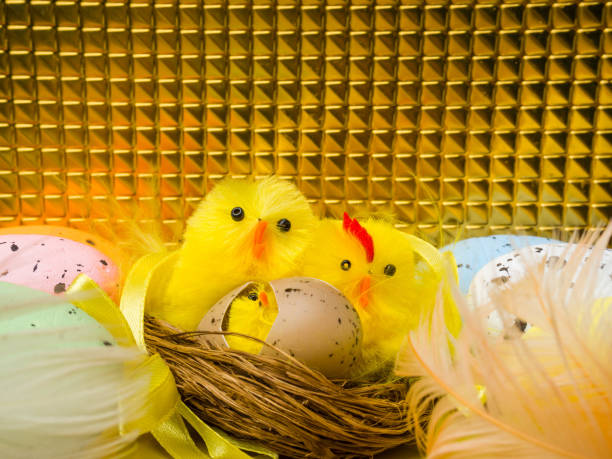 easter composition, colorful eggs, chicken in nest, color feather, with copy space