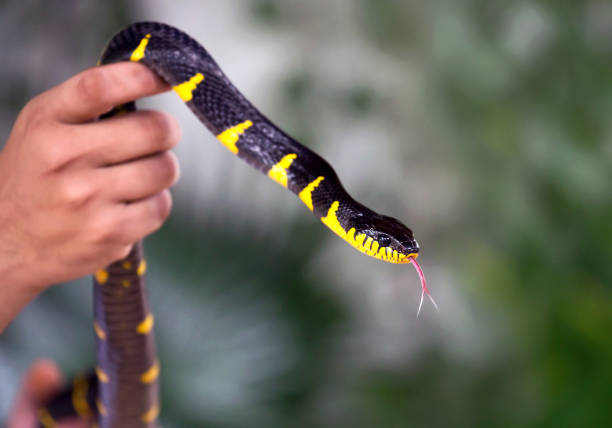 istock Mangrove snake, Gold-ringed cat snake. 1141196219