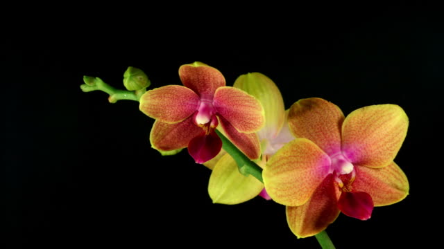Orchid Phalaenopsis  blooming  HD