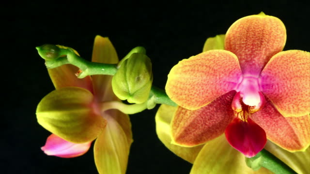 Orchid Phalaenopsis  blooming  HD
