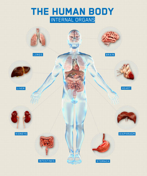 istock Human body and organs systems. Infographic anatomy system. 3d rendering 1141197665