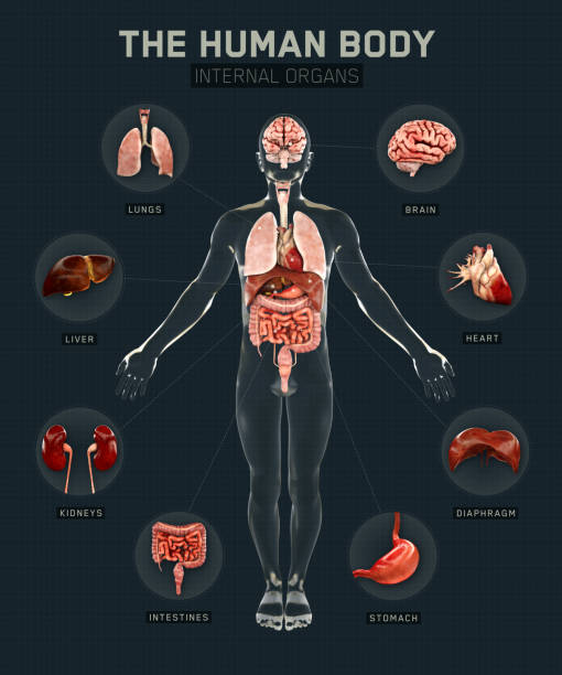 Internal organs illustrations set made of natural flowers. Human internal organs, heart, lungs, kidneys, liver, brain, uterus, intestine, stomach, bladder
