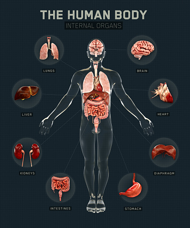 Human body and organs systems. Infographic anatomy system. 3d rendering
