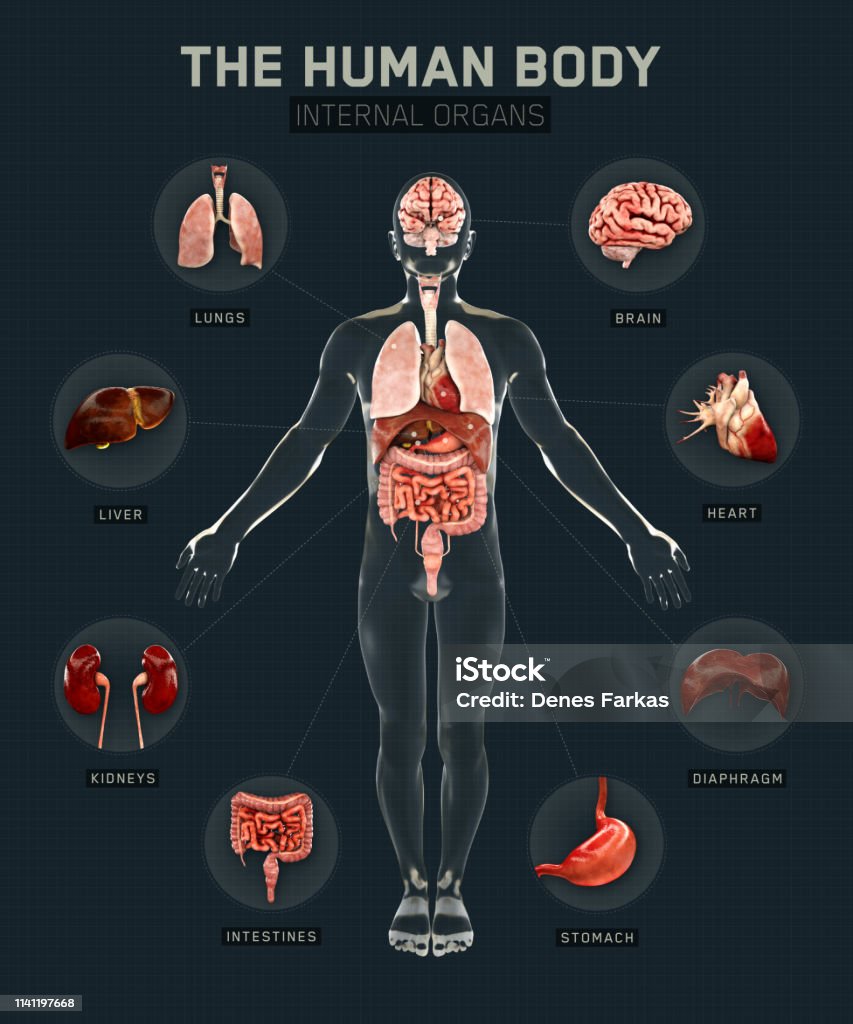 Human Body And Organs Systems Infographic Anatomy System 3d Rendering ...