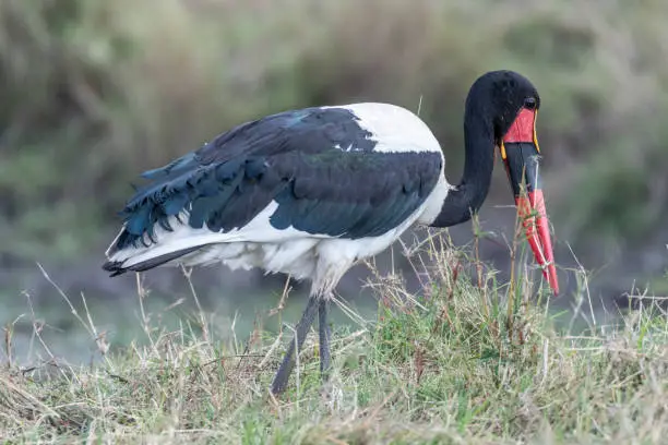 Saddle-billed stork opening and closing wings in Maasai Mara triangle