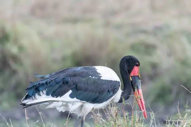 Saddle-billed stork opening and closing wings in Maasai Mara triangle