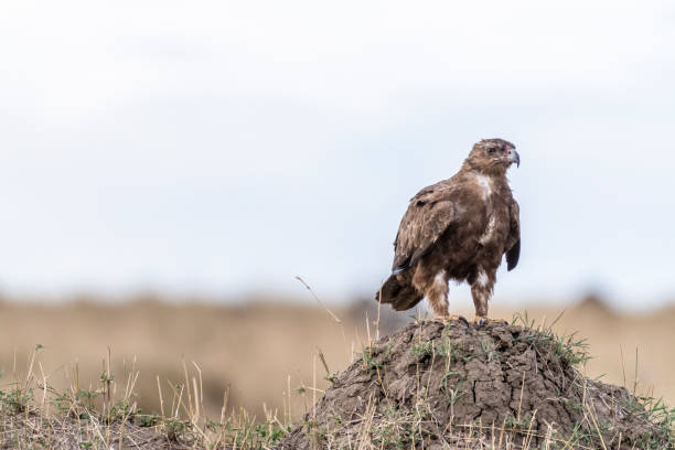 istock Eagle looking for prey in Maasai Mara 1141197713