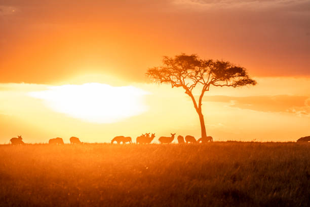 istock Zebras grazing in groups at sunset in Mara triangle during migration season 1141197781