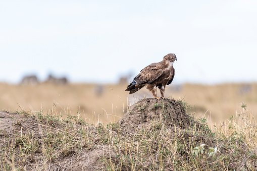 An Immature Red-tailed Hawk ( Buteo Jamaicensis ) on a top of a tree snag. Is a very common raptor in North America, often seen perched alongside of roadways. Has a blue sky background.