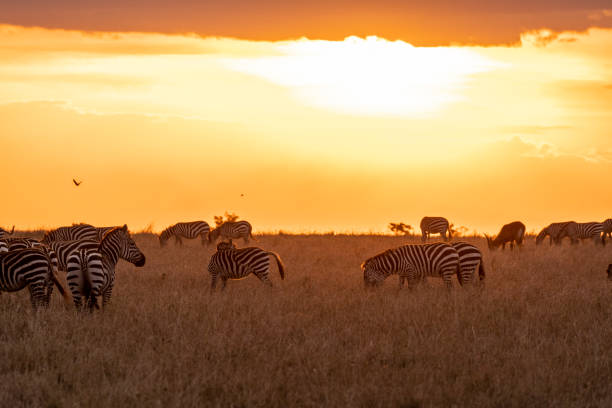 istock Zebras grazing in groups at sunset in Mara triangle during migration season 1141197824