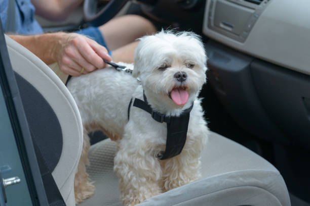 istock Dog traveling in a car 1141198054