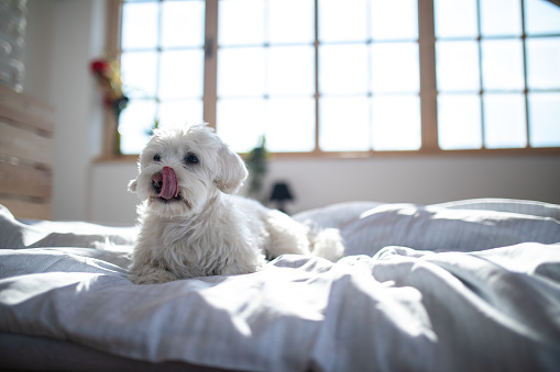 Fluffy Maltese dog lying on bed in bedroom in the morning, sticking out tongue