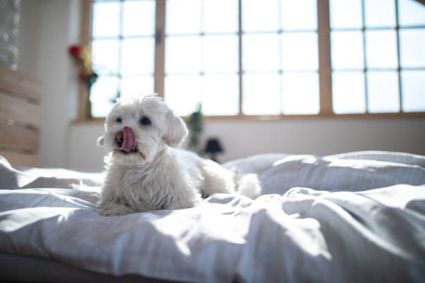 Maltese dog lying on bed Fluffy Maltese dog lying on bed in bedroom in the morning, sticking out tongue maltese dog stock pictures, royalty-free photos & images