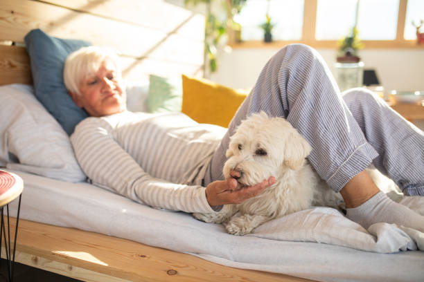 istock Senior woman lying in bed with dog 1141198108