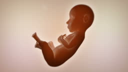 Fetus Medical Human Birth Stage Animation Stock Video - Download Video Clip  Now - 10 Seconds or Greater, Animation - Moving Image, Artificial  Insemination - iStock