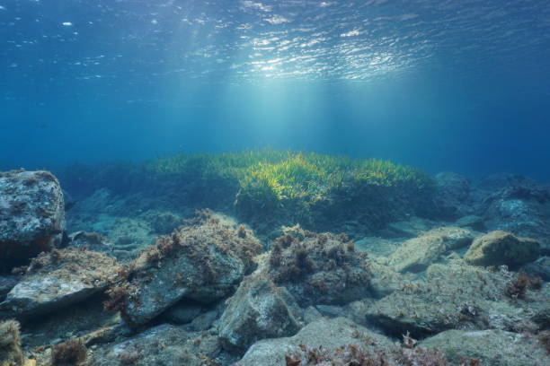 istock Underwater rocks and seagrass natural sunlight 1141201863