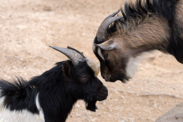 istock goats fighting with horns 1141201965