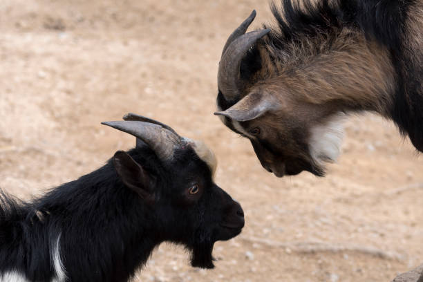 istock goats fighting with horns 1141201969