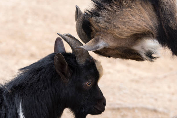 istock goats fighting with horns 1141201971