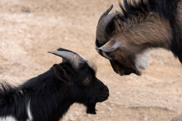 istock goats fighting with horns 1141201972