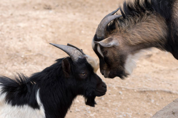 istock goats fighting with horns 1141201974