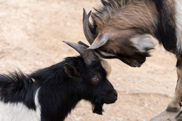 istock goats fighting with horns 1141201987