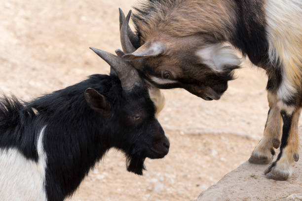 istock goats fighting with horns 1141201989