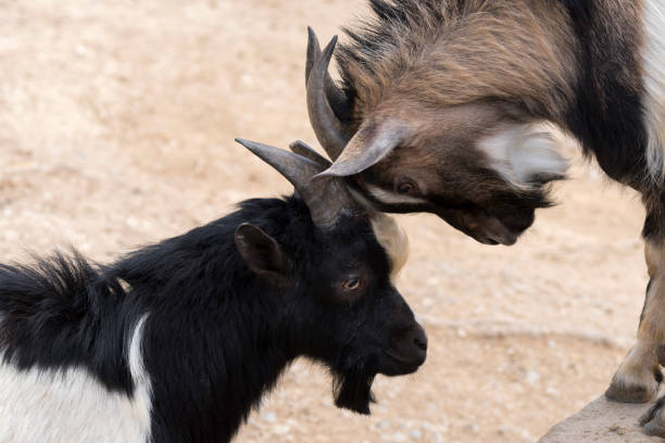 istock goats fighting with horns 1141201993