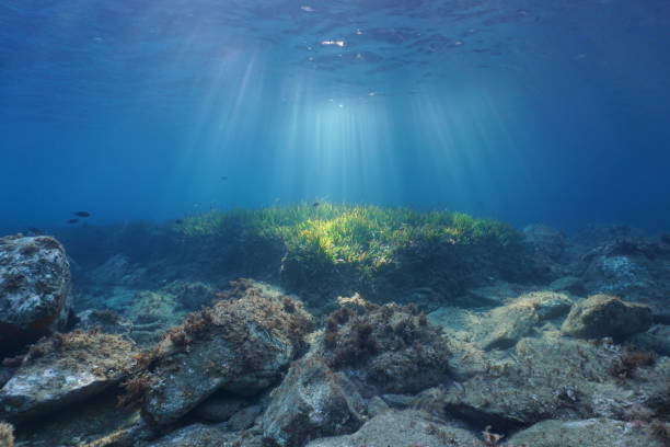 Underwater sunbeams seabed with rocks and seagrass