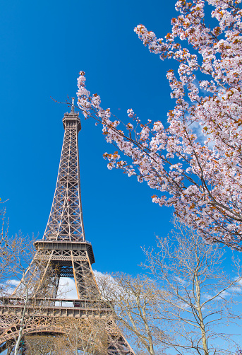 Blooming trees with iconic Eiffel Tower.