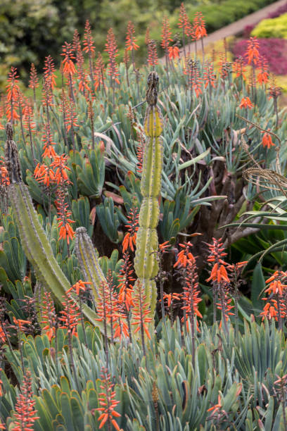 istock Aloe plant in bloom. 1141206445