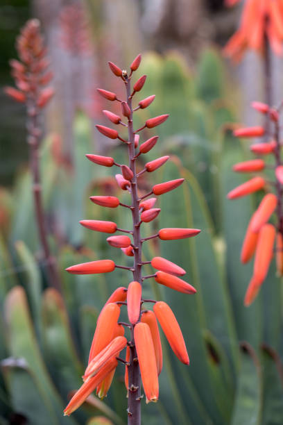 istock Aloe plant in bloom. 1141206757