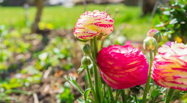 istock beautiful red white flowers in a bed 1141206980