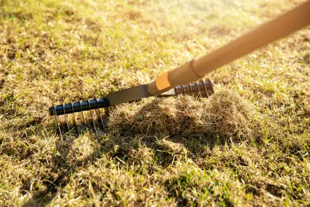 Photo of garden lawn aeration with scarifier rake