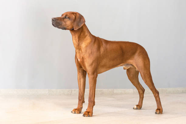 istock Rhodesian Ridgeback Shorthair Hound Dog standing in a rack on a light background 1141208642