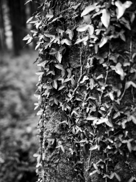 istock Woodland scene 1141209740