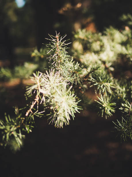 istock Woodland scene 1141209903