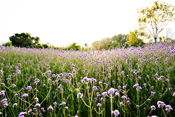 Verbena flower field in the park.