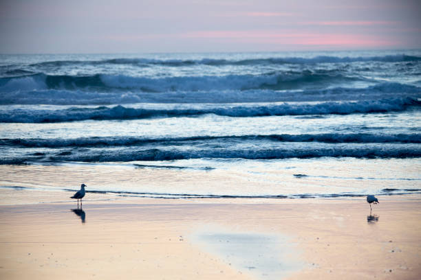istock Seagulls at the beach over the sunrise 1141211657