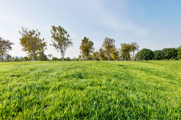 istock Green field and trees in public park 1141212857